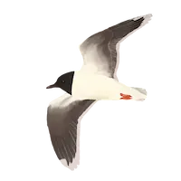 Logo of Lound Bird Club