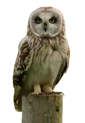 Image of a Short-eared Owl